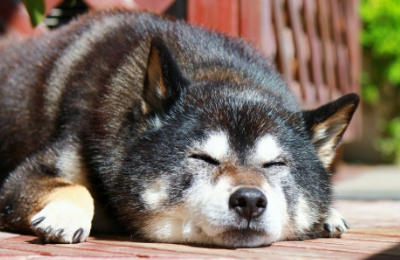 inu-専科｜SkyField スカイフィールド