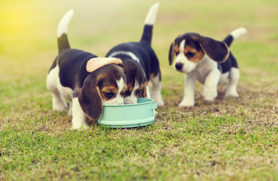 inu-専科｜SkyField スカイフィールド