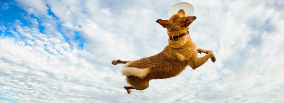 inu-専科｜SkyField スカイフィールド