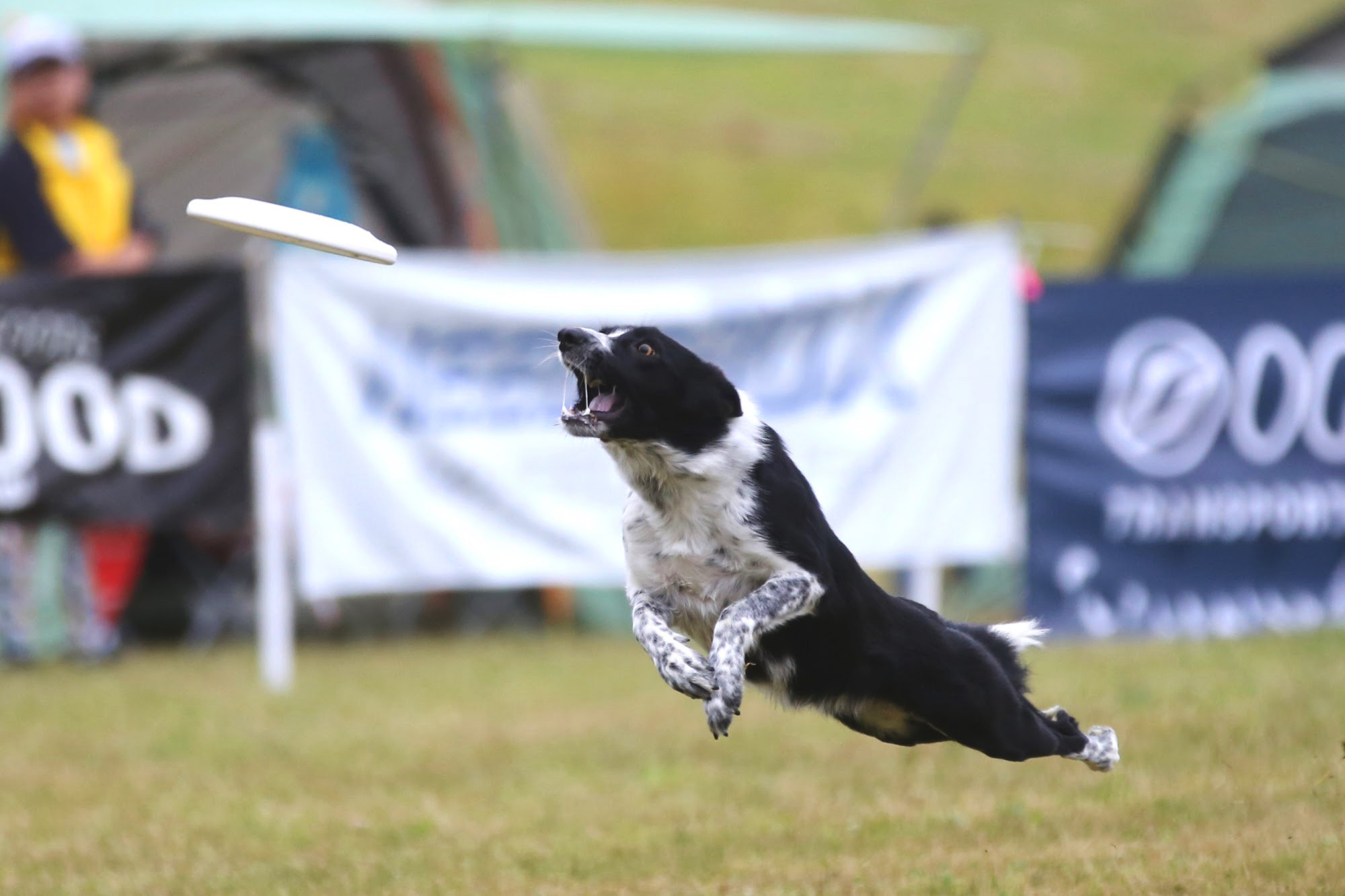 inu-専科｜SkyField スカイフィールド